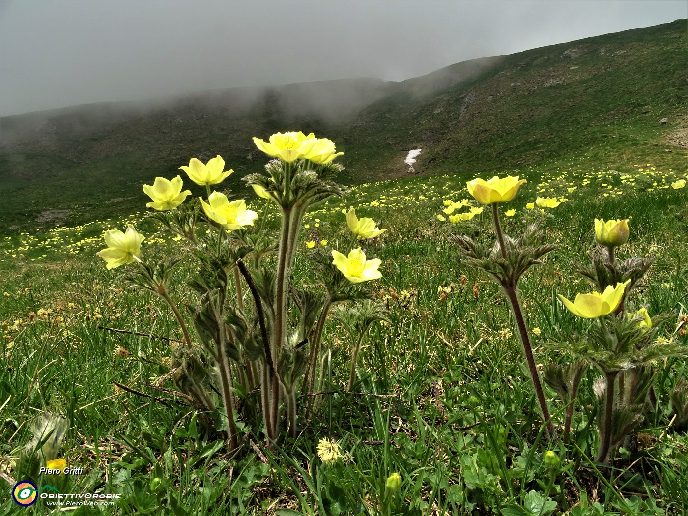 29 Distese di  Anemone sulfureo ( Pulsatilla alpina sulphurea) .JPG